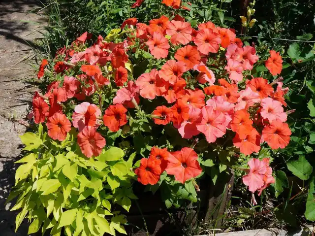 Петуния African Sunset («Африканский закат»)