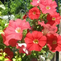 Петуния Picobella Salmon