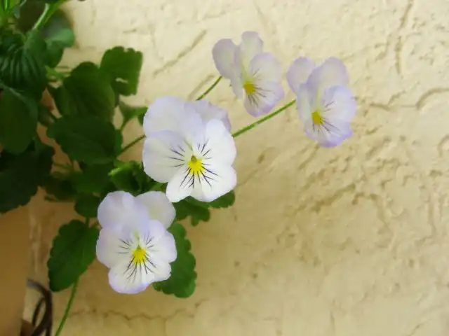 Ампельная виола лишь немного спускается за края горшка