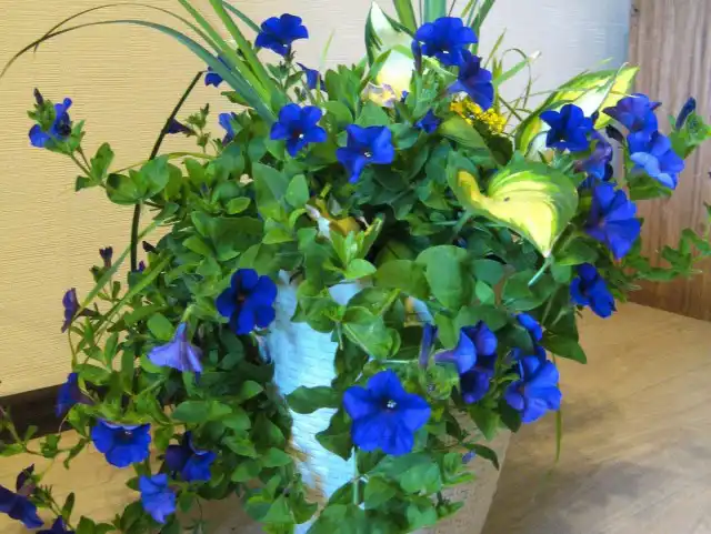 Очень часто фиолетовые петунии приобретают на фото невероятно синий цвет