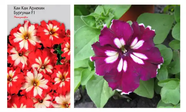 Фото производителя обещало красную петунию с белыми отметинами, но она выросла совсем не такой