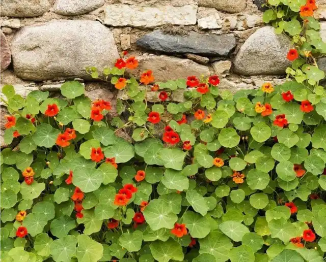Настурция (Tropaeolum)