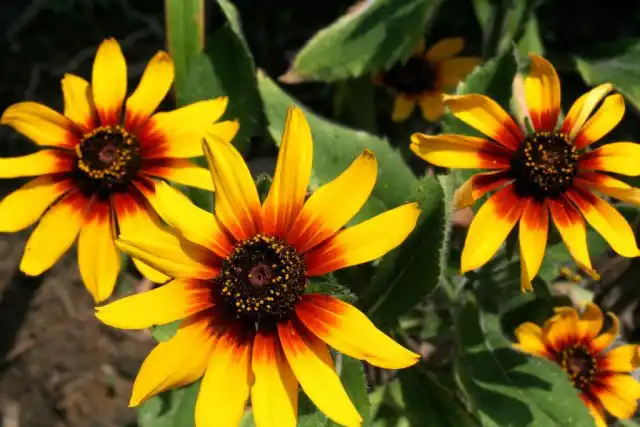 Рудбекия (Rudbeckia)