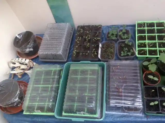 Под каждый вид рассады нужно подготовить отдельную посуду