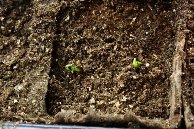 На освещенное место сеянцы переносят только после массовых всходов