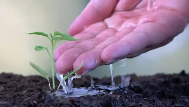 Перелив грозит рассаде болезнями