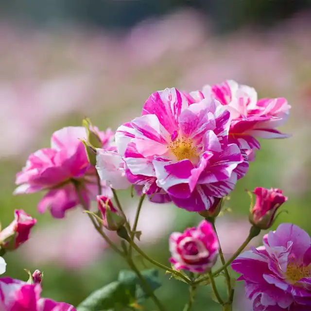 Компания «David Austin Roses» выпустила особенную розу в память о британском короле Карле III - "Кингс Роуз" ('King's Rose').