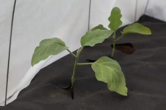 Черное агроволокно - отличный мульчирующий материал