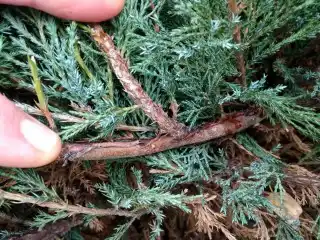 Начало черенкования - находим одно- двухлетний прирост хвойного