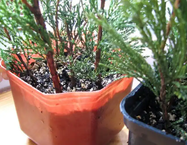 Черенки втыкают на глубину удалённой с них хвои (2 см)