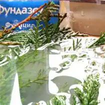 Следующий важный этап - провести дезинфекцию черенка