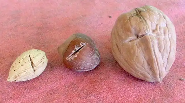 Скарификация - нарушение целостности оболочки семени