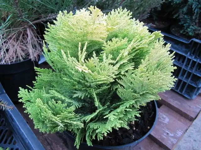 Кипарисовик Лавсона (Chamaecyparis lawsoniana)