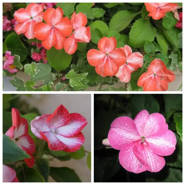 Бальзамин «Мозаика»