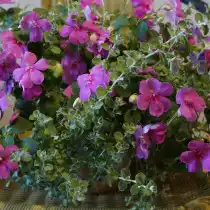 Бальзамин серии Accent