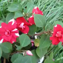 Бальзамин «Клубника со сливками»