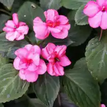 Густомахровый бальзамин размножают только черенками