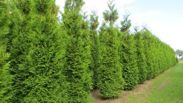 Туя западная «Брабант» (Thuja occidentalis brabant)