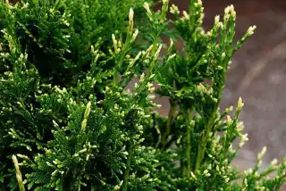 В начале лета туя «Кан-кан» выглядит особенно привлекательно из-за молодого золотистого прироста