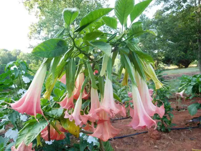 Бругмансия – фантастическое украшение сада, но сладкий аромат, исходящий от цветков, имеет побочные эффекты.