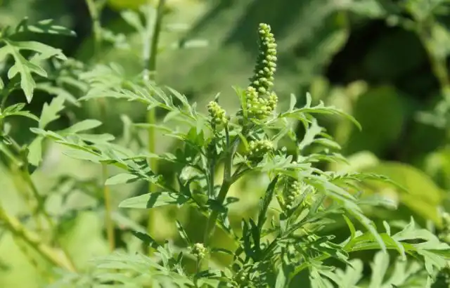 Запах амброзии вызывает сильнейшую аллергическую реакцию. К тому же на солнце она выделяет эфирные масла, вызывающие сильную головную боль.