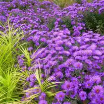 Симфиотрихум новоанглийский, или Астра новоанглийская (астра американская, Symphyotrichum novae-angliae)