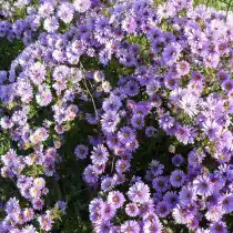 Симфиотрихум виргинский, или Астра виргинская (астра новобельгийская (Symphyotrichum novi-belgii, Michaelmas Daisy)