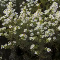 Симфиотрихум вересковый, или Астра вересковая (Symphyotrichum ericoides)