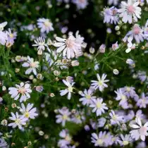 Симфиотрихум сердцелистный, или Астра сердцелистная (Symphyotrichum cordifolium)
