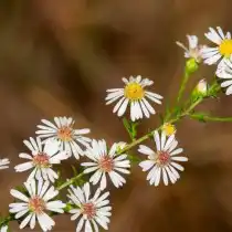 Симфиотрихум растопыренный, или Астра растопыренная (синоним - симфиотрихум щитковидный, Symphyotrichum divaricatum)