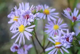 Симфиотрихум голый, или Астра голая (Symphyotrichum laeve)