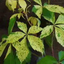 Девичий виноград «Звездопад» (Star Showers) летом