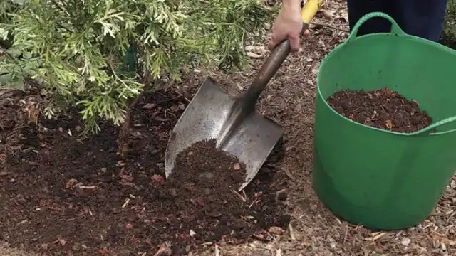 Профилактика болезней и вредителей хвойных - это, в первую очередь, правильный уход
