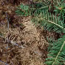 Снежное шютте, как и другие виды этой болезни, развивается при повышенной влажности, сырости