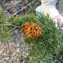 Ржавчина можжевельника