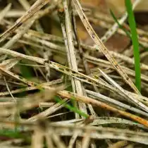 Обыкновенное шютте сосны