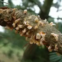 Пузырчатая ржавчина сосны