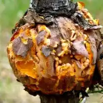 Смоляной рак, или серянка (серебрянка) сосны