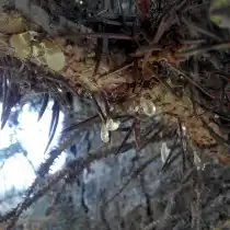 Сосудистый бактериоз ели