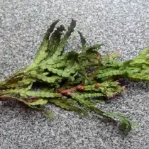 Ложнощитовка туи