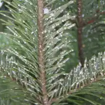 Елово-пихтовый хермес