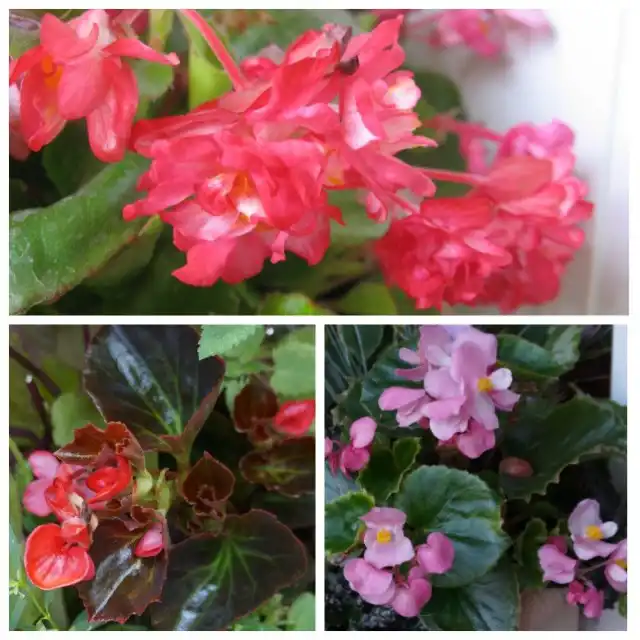 Бегонии на моем балконе