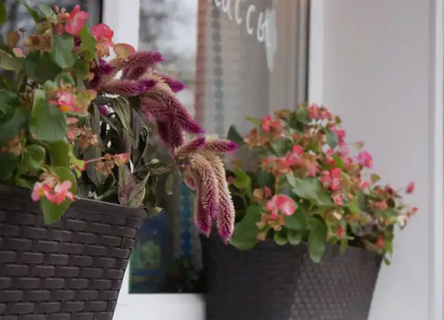 Целозия в компании бегонии вечноцветущей в городском озеленении в ноябре