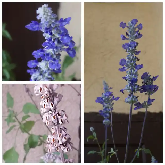 Сальвия, или Шалфей мучнистый