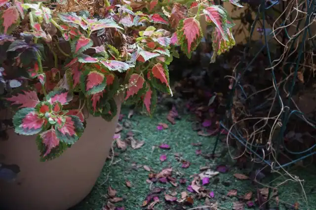 Колеус в ноябре