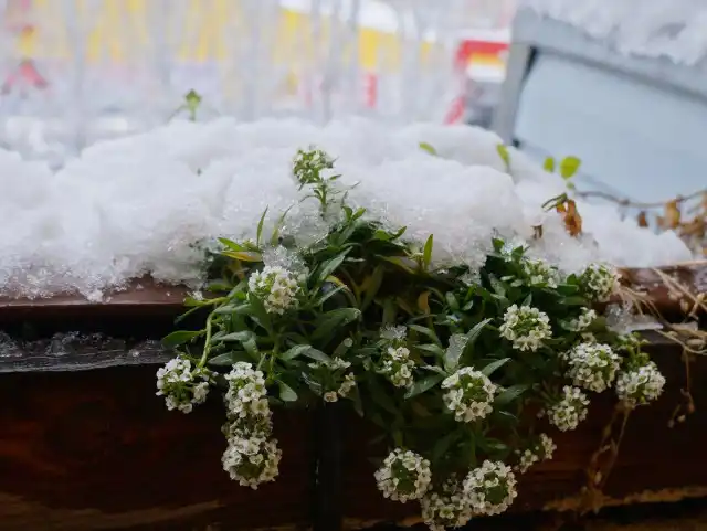 Алиссум на моем балконе цветет до морозов