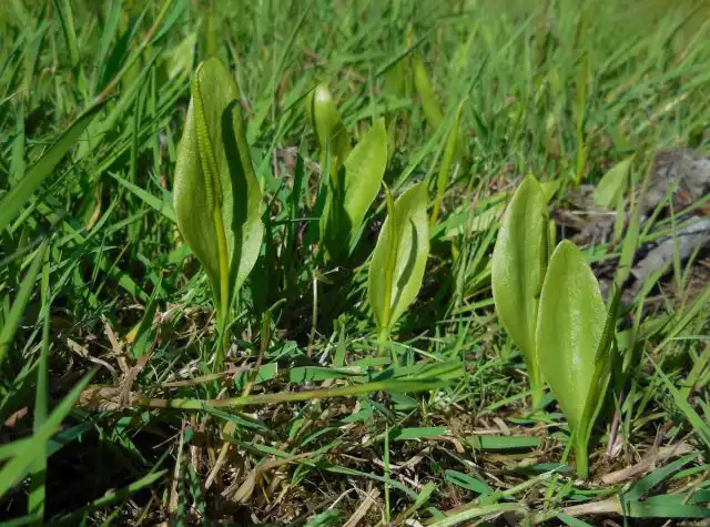 Интересно, что в некоторых українських регионах разрыв-травой считали папоротники ужовник (Ophioglossum vulgatum) и гроздовник (Botrychium).