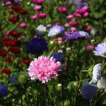 Астра однолетняя, или Каллистефус китайский (Callistephus chinensis)