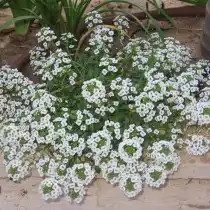 Лобулярия морская (Lobularia maritima)