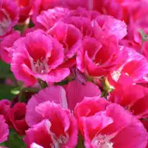 Годеция (Godetia)